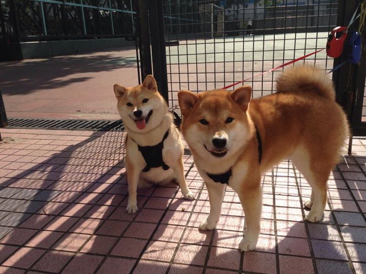 英超球队通过AI分析优化多角度高压逼抢覆盖区域,英超prizm choice