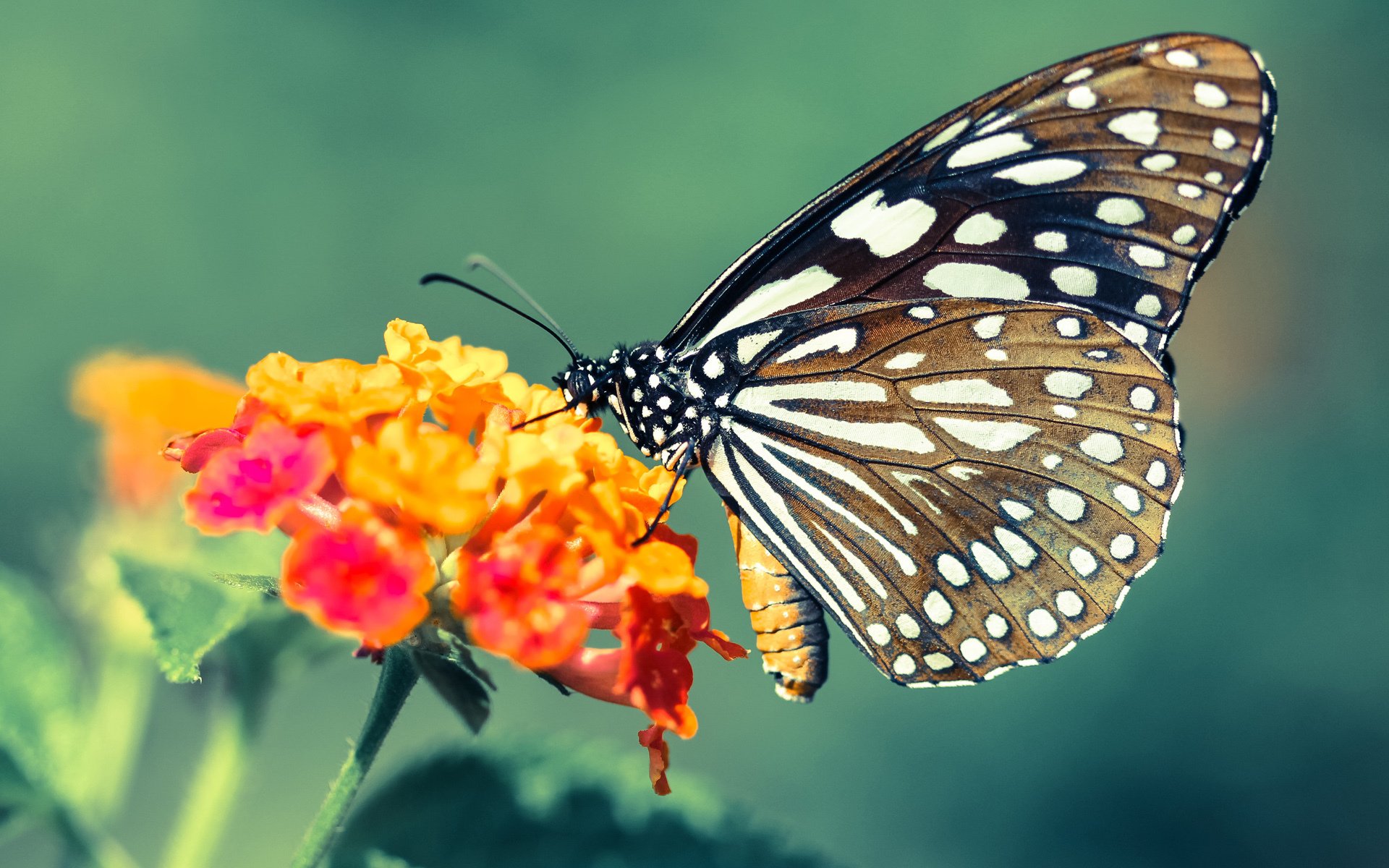 中国女篮加强轮转应对高强度对抗，中国女篮变强了