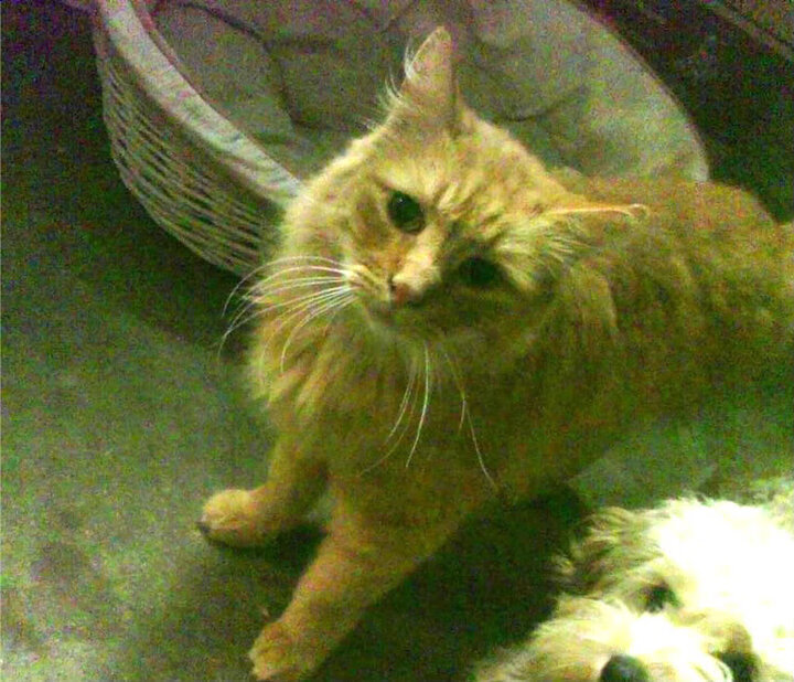 九游手机游戏-主教练临场指挥干预是否比赛前战术布置更重要，教练员赛场指挥的原则