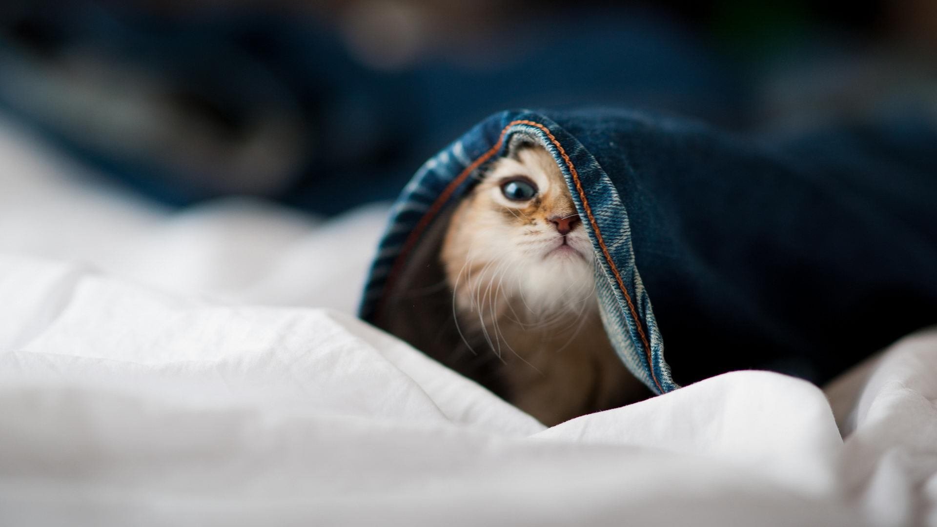 五大联赛球员适应期影响球队前半赛季走势，五大联赛各位置赛季十佳球员