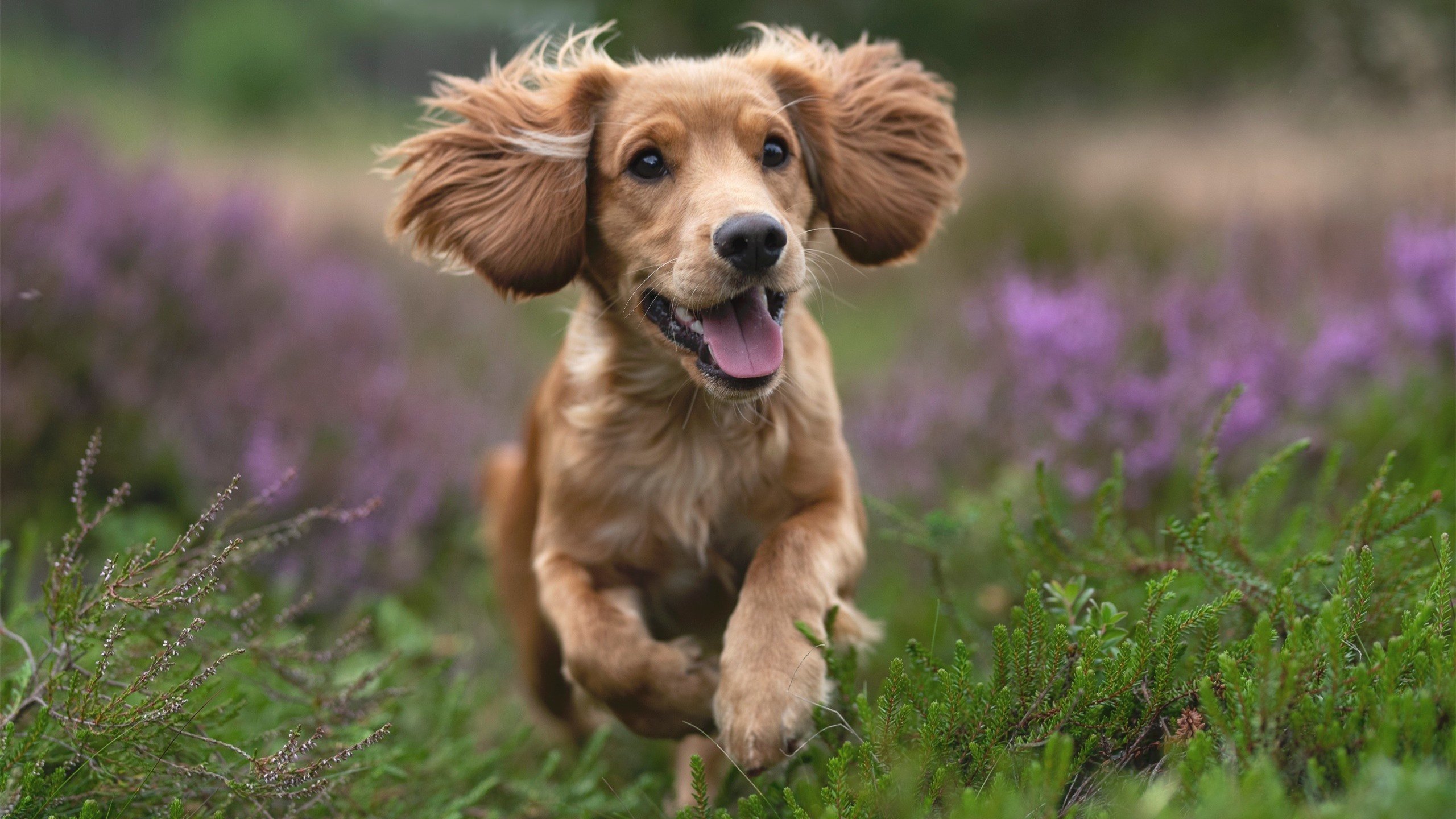 五大联赛攻防转换速度对比赛节奏影响探讨，五大联赛射门转化率
