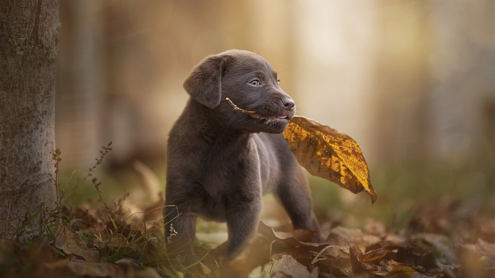 勒沃库森阵型切换提升战术弹性,勒沃库森主力阵容