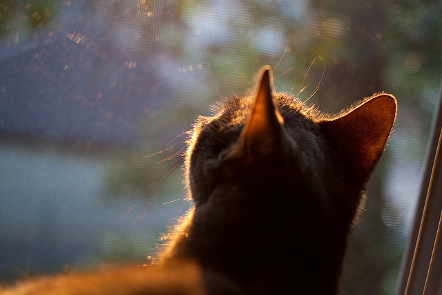 “帕布罗·马特拉的防守巅峰，成为阿根廷橄榄球未来的中坚”