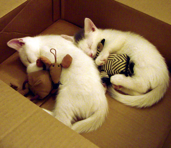 九游APP官网-“马科斯·梅特罗的灵活突破与精确传球，带领阿根廷美洲狮队勇闯世界”