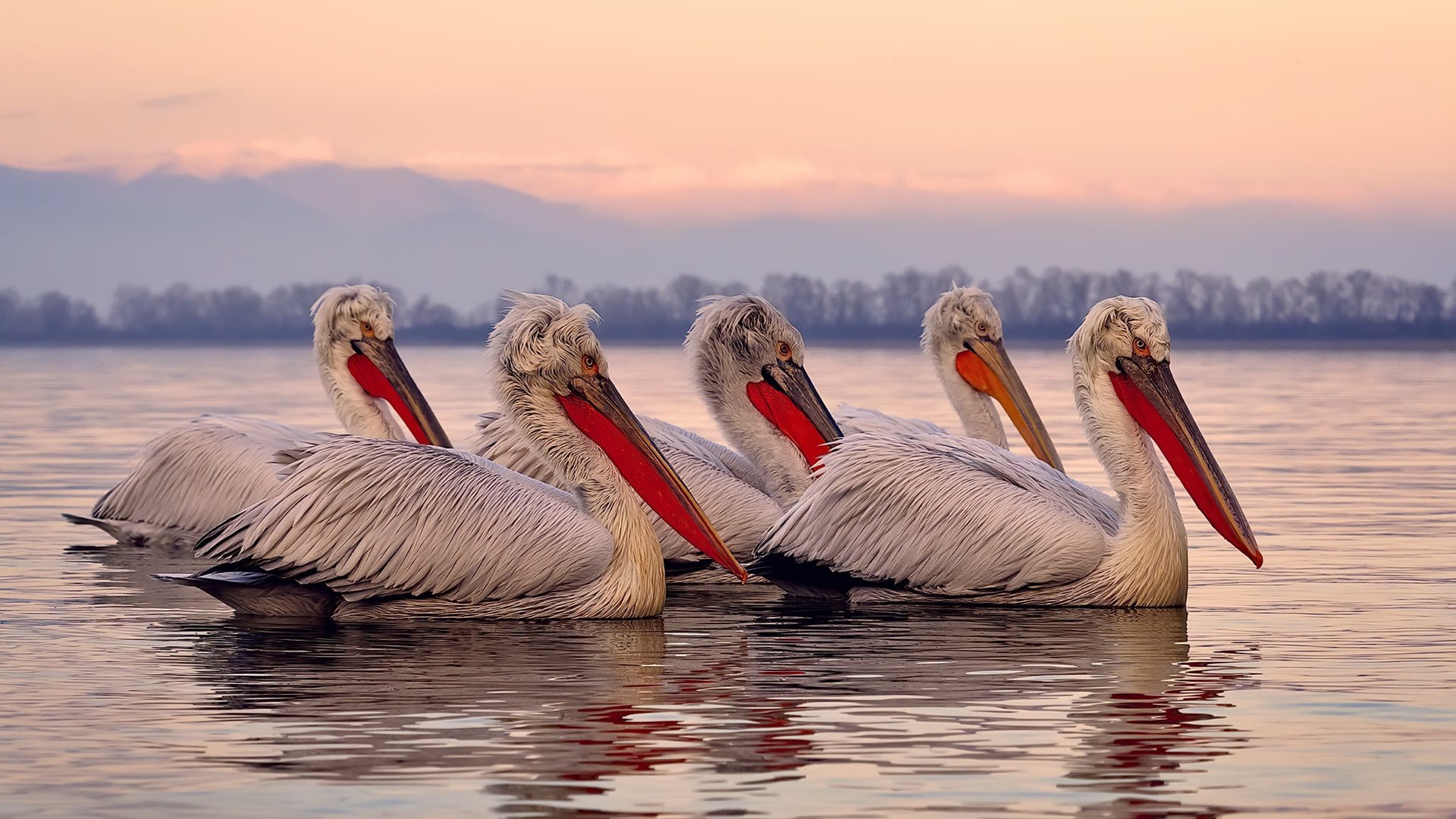 世界杯赛事期间的明星采访,世界杯球员采访