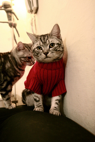 奥康纳的全场指挥，带领袋鼠队从逆境中走向胜利，奥康纳生平